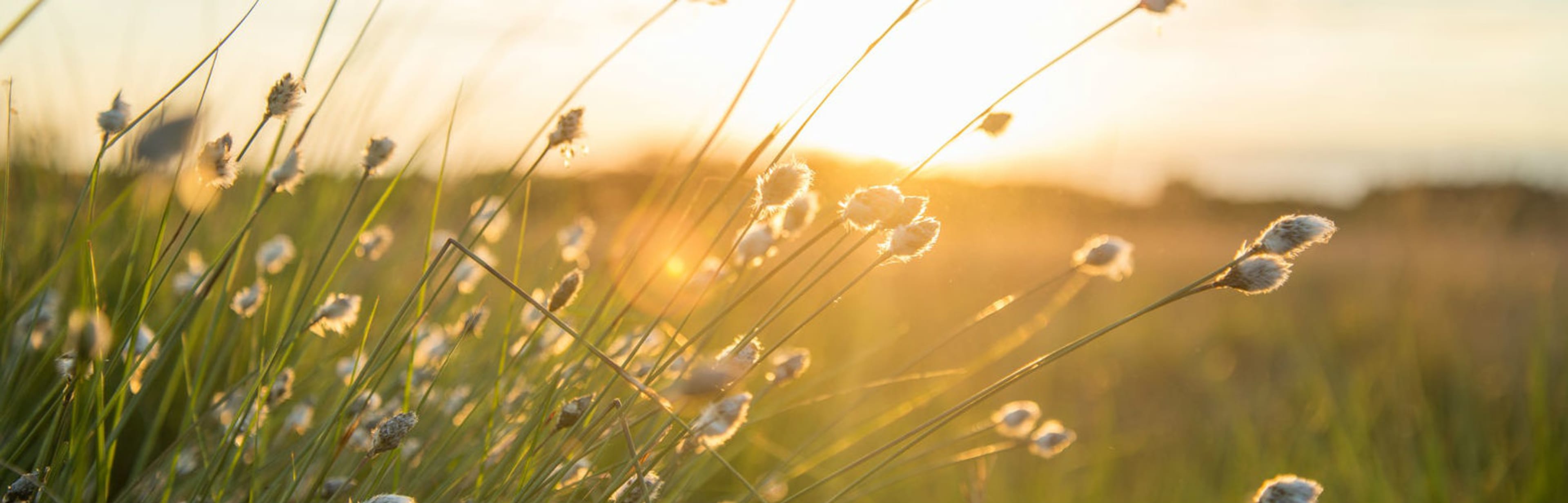 Become a drop of dew in front of the Sun Become a drop of dew in front of the Sun