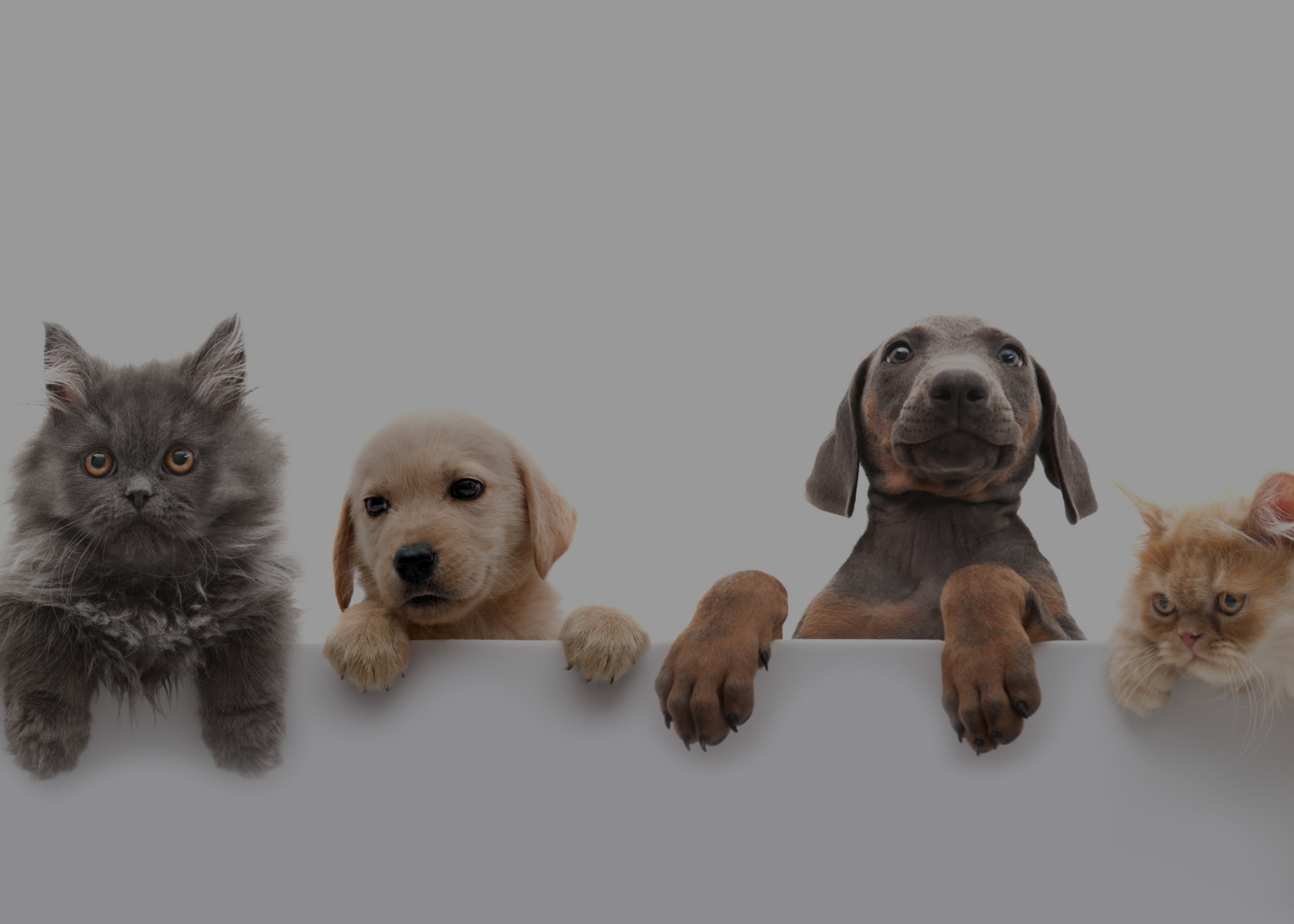 A Happy Tail: Pets and the Home Buying Process