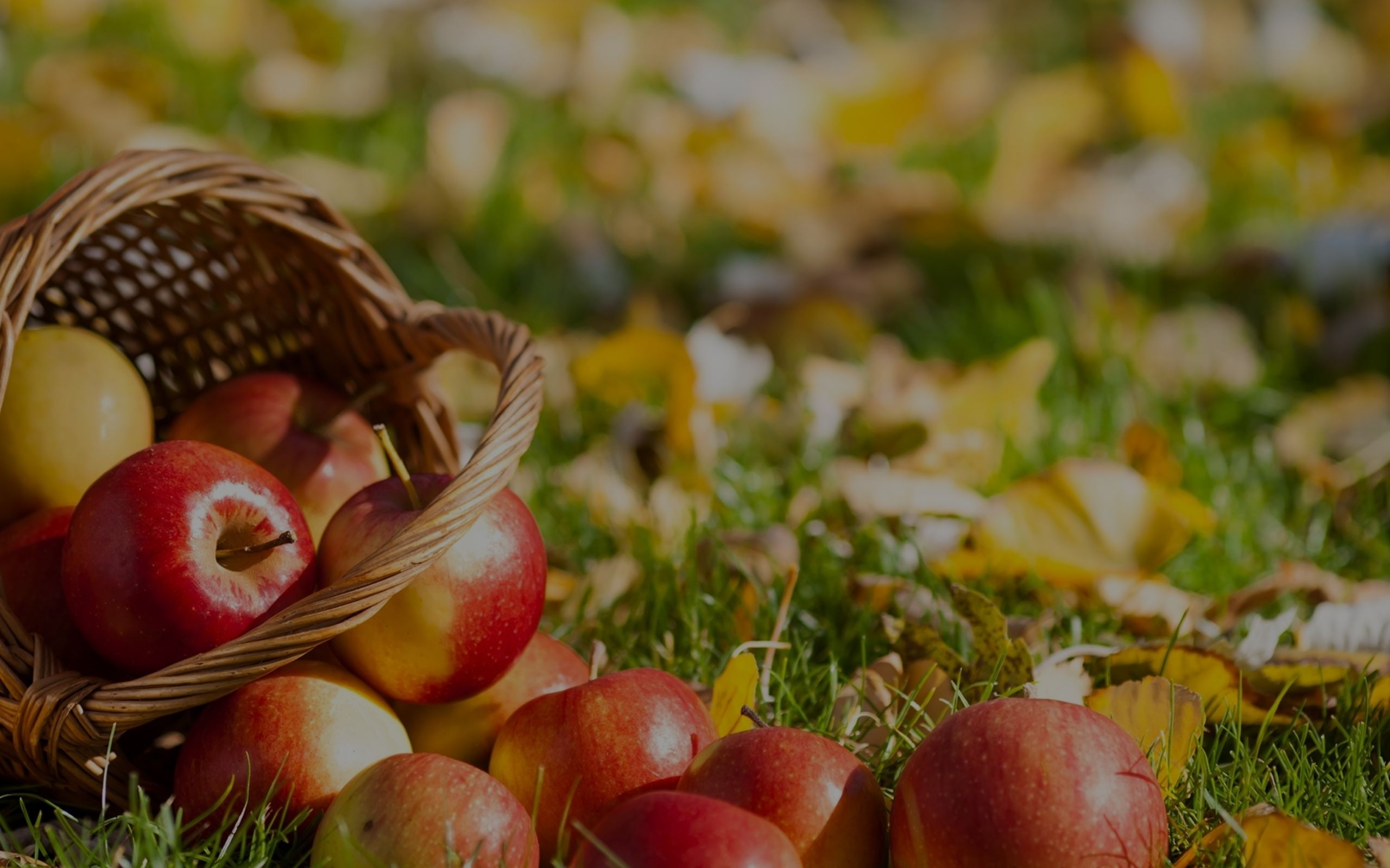 Local Apple Orchards