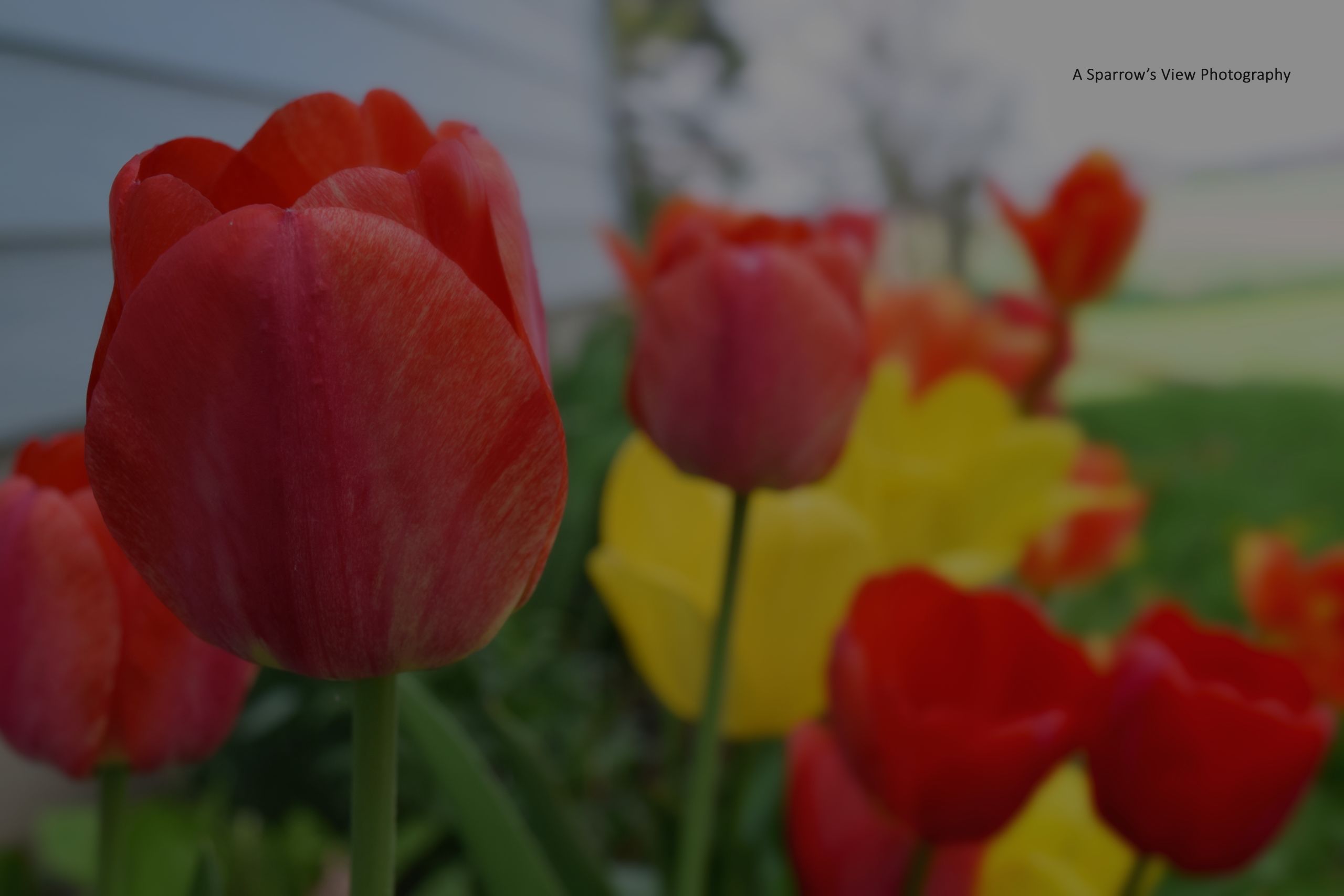 Spring 2024 Newsletter