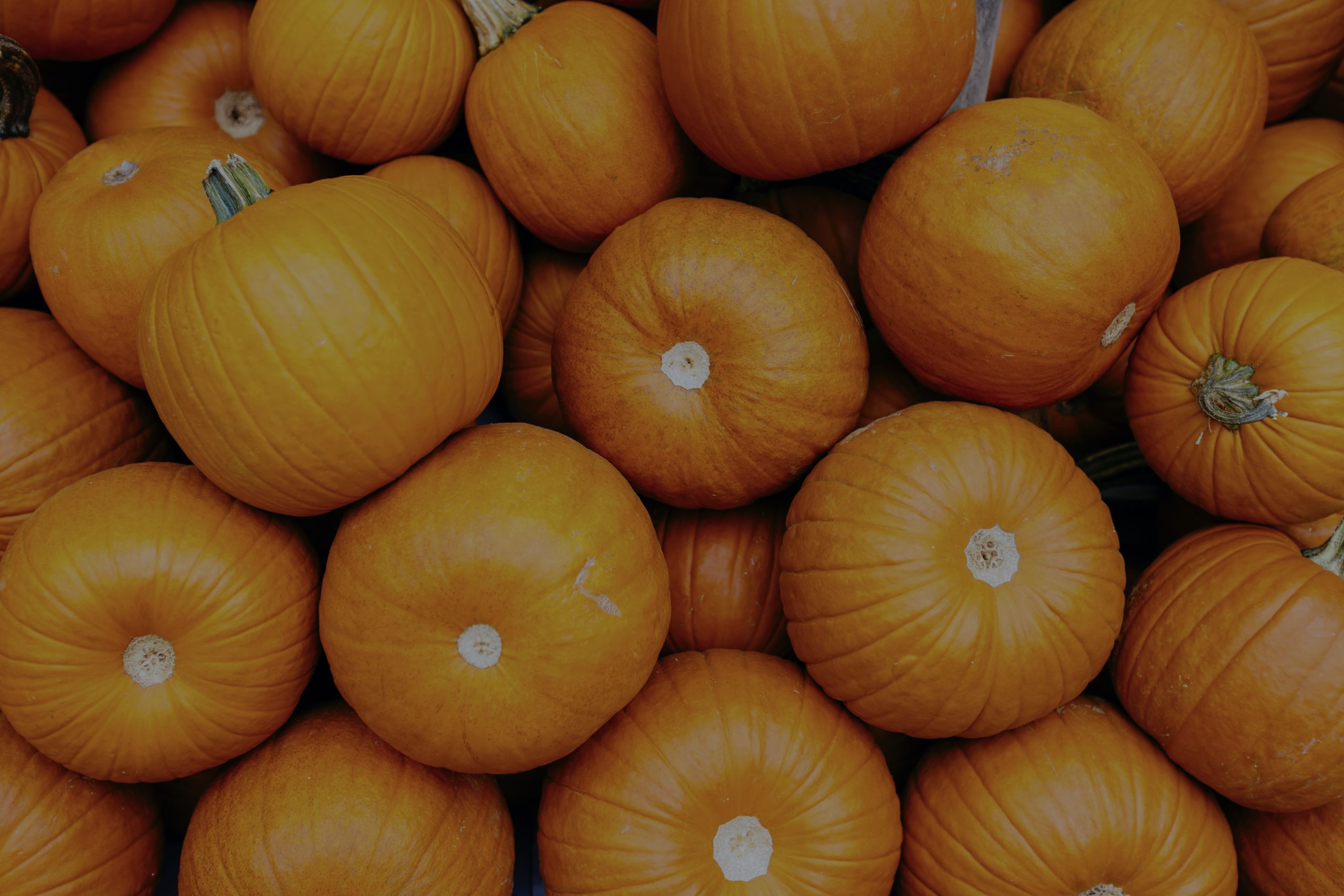 2024 Fall Festivals in Northern Virginia