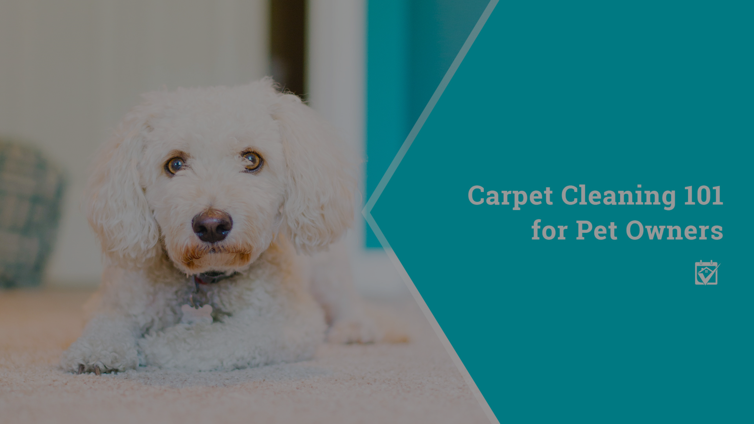Carpet Cleaning 101 for Pet Owners