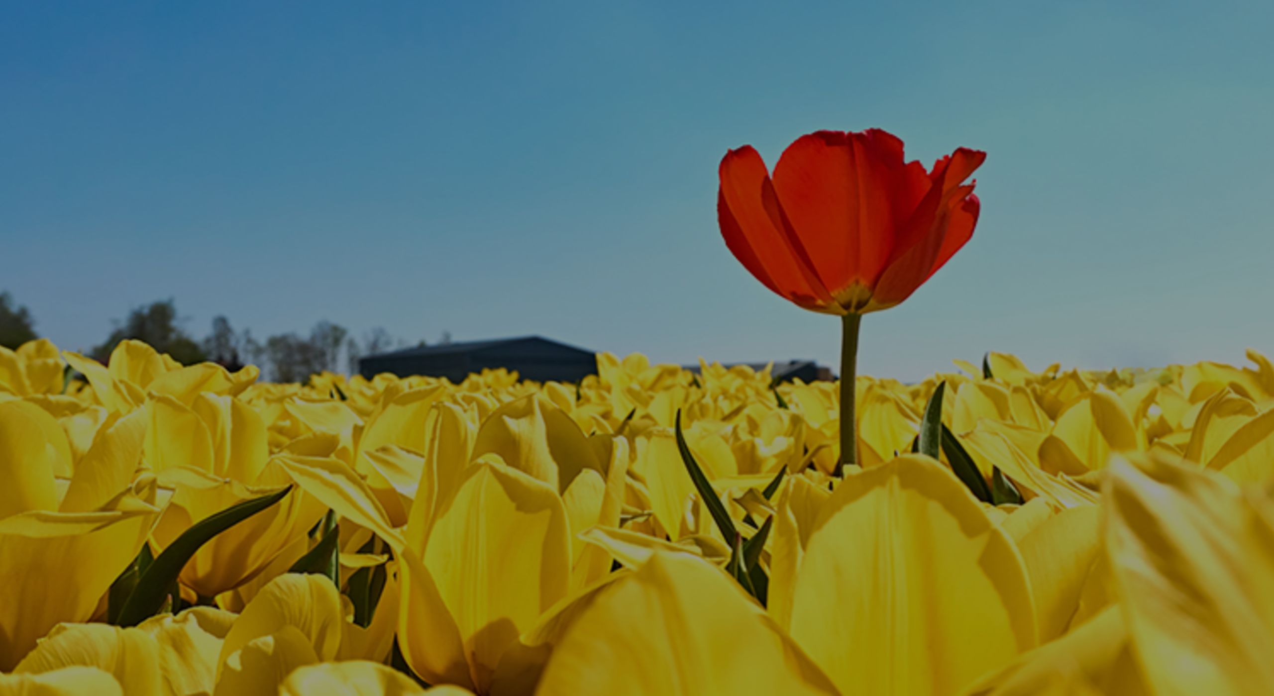 Buyers: Are You Ready for a Bidding War?