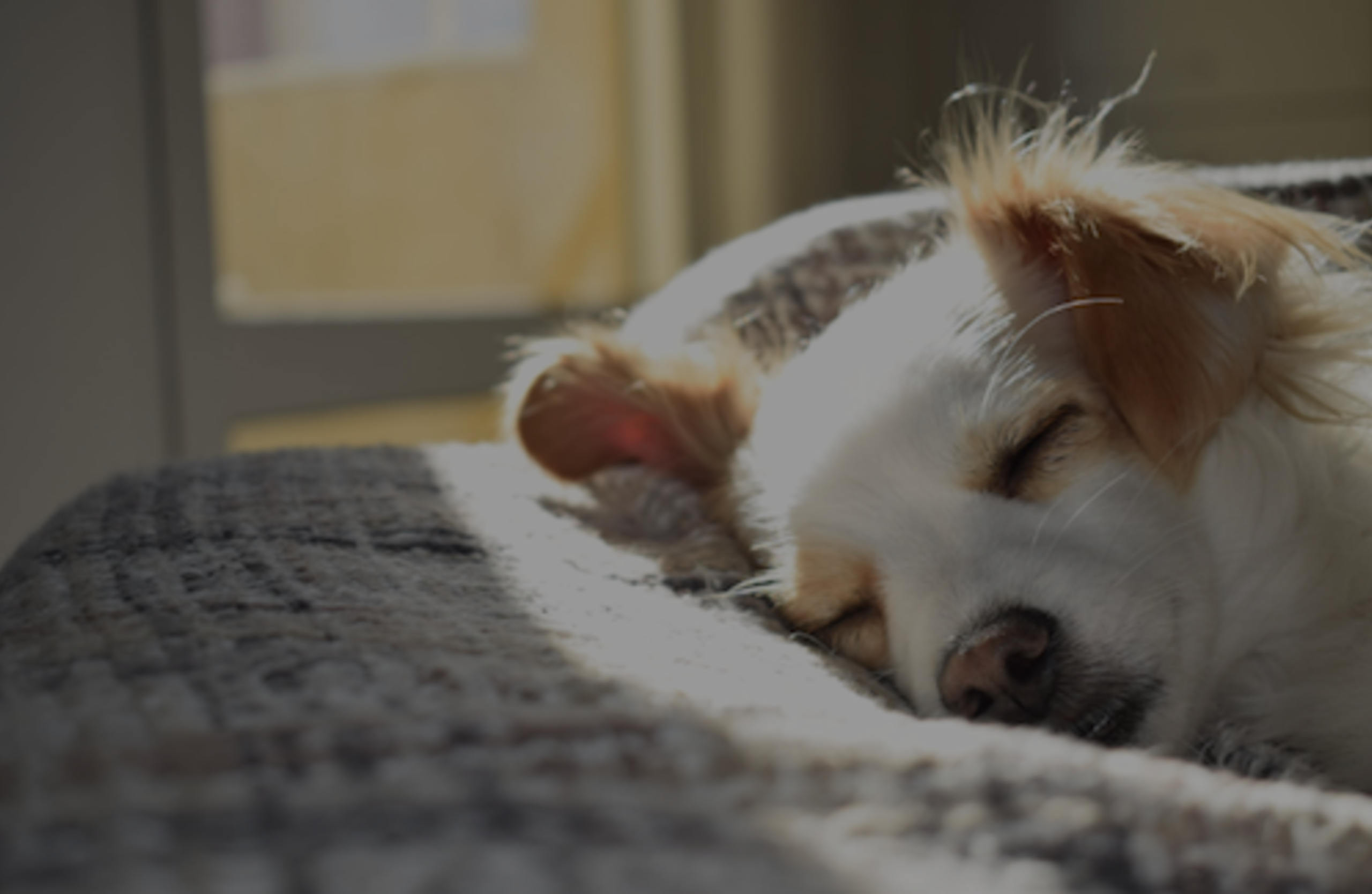 12 Pet Owner Maintenance Musts