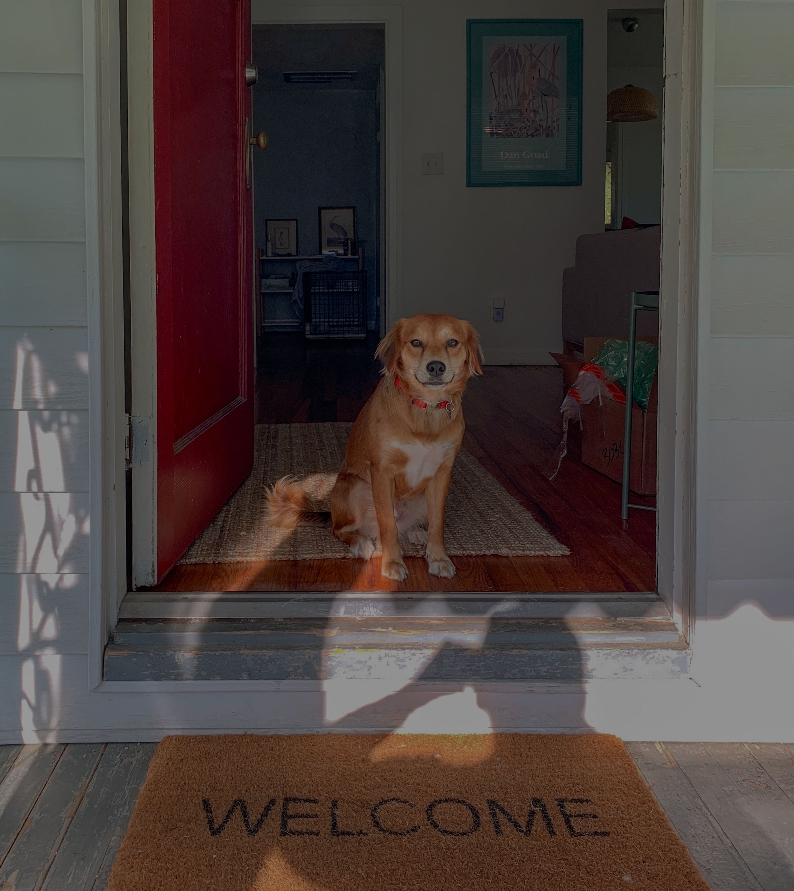Prep Your Pets For The Big Move