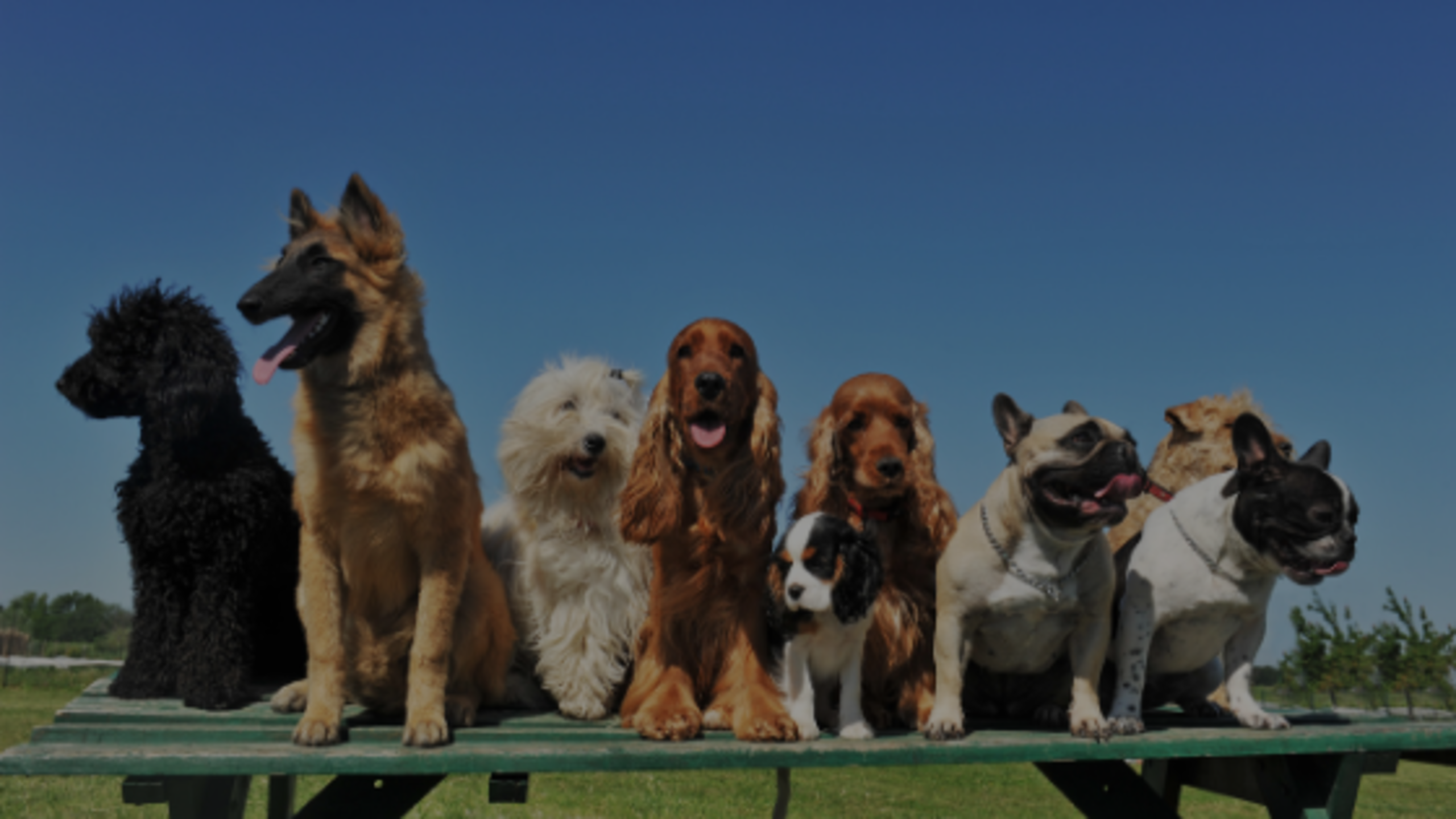 Opportunity is Barking – Sell Your Dogs!