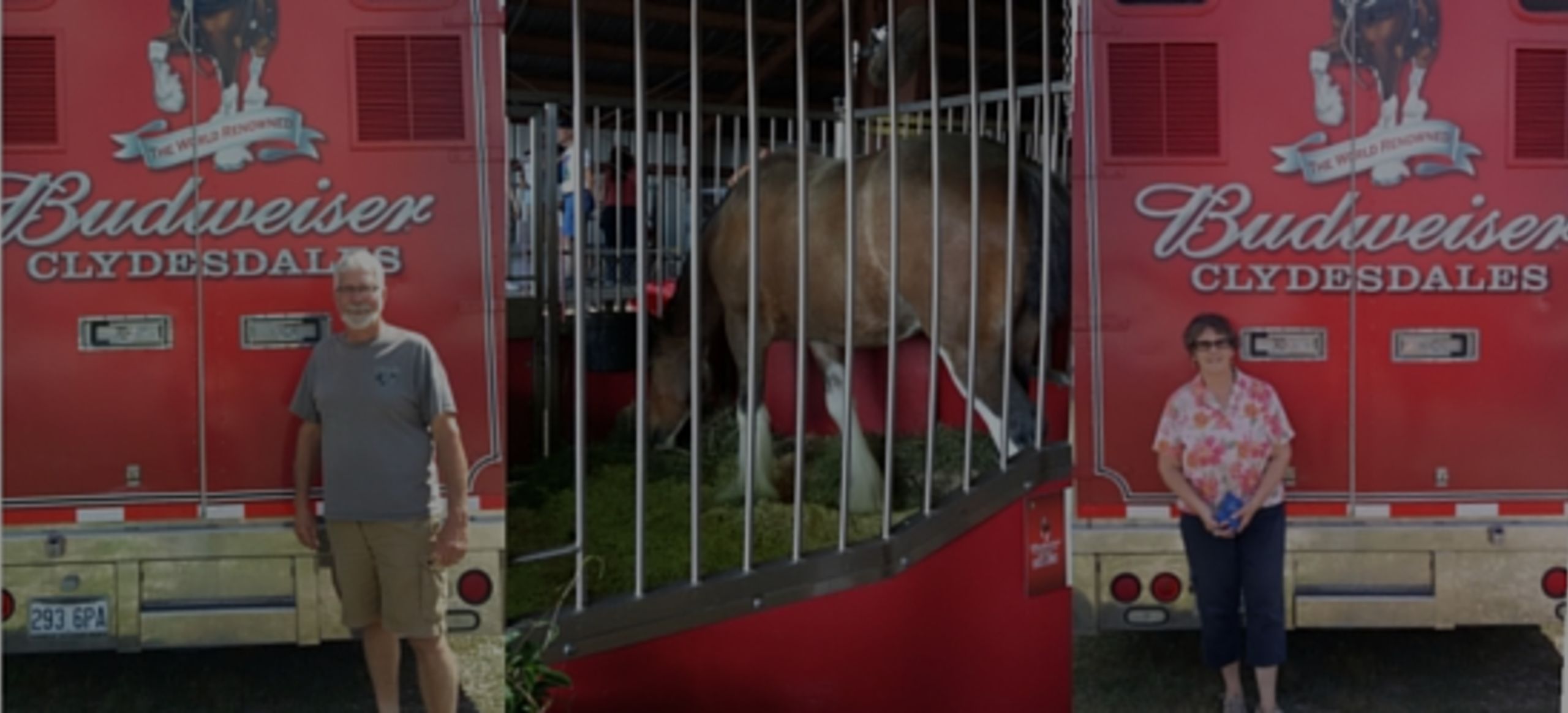 Clydesdales Visit the Midcoast