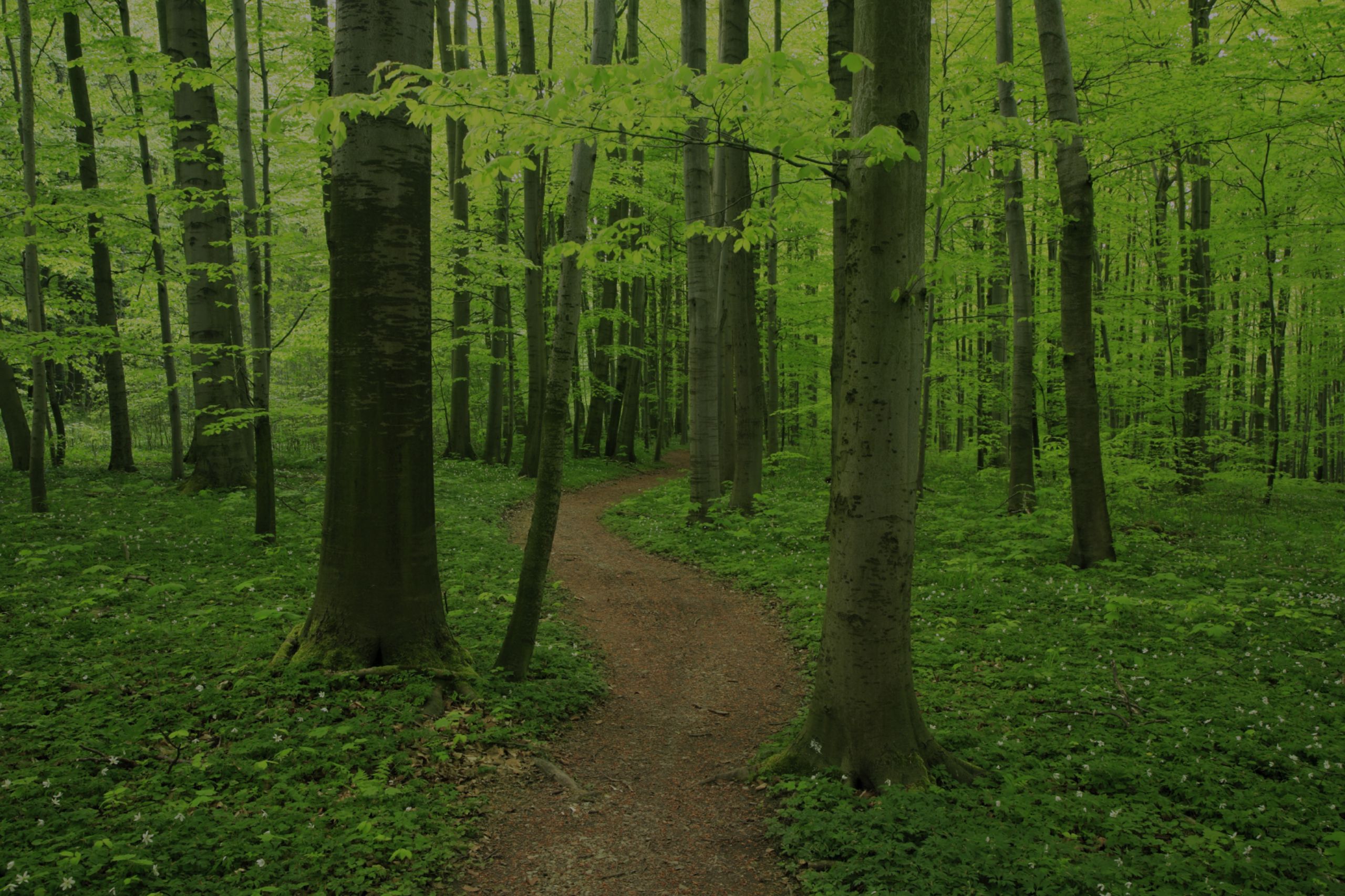Things to Do in Chapel Hill near Briar Chapel