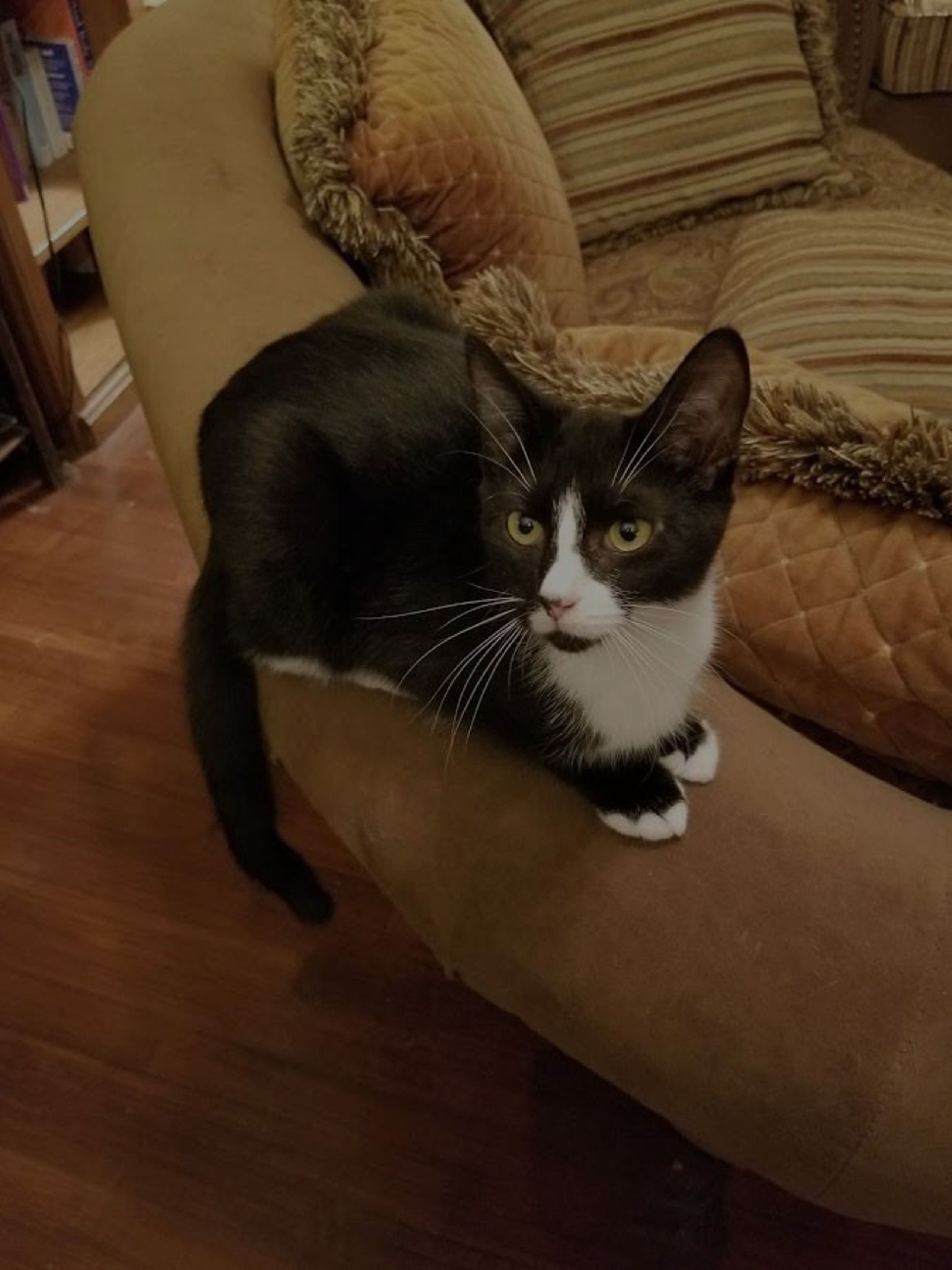 Teriyaki is a fun and friendly kitten who adores playing with other cats