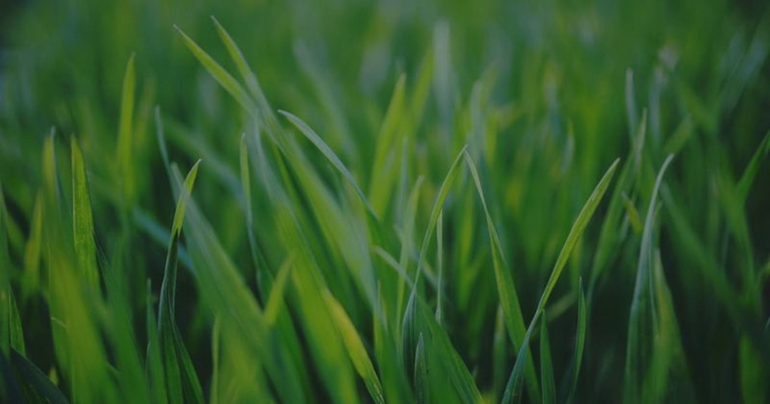 Need a greener lawn?