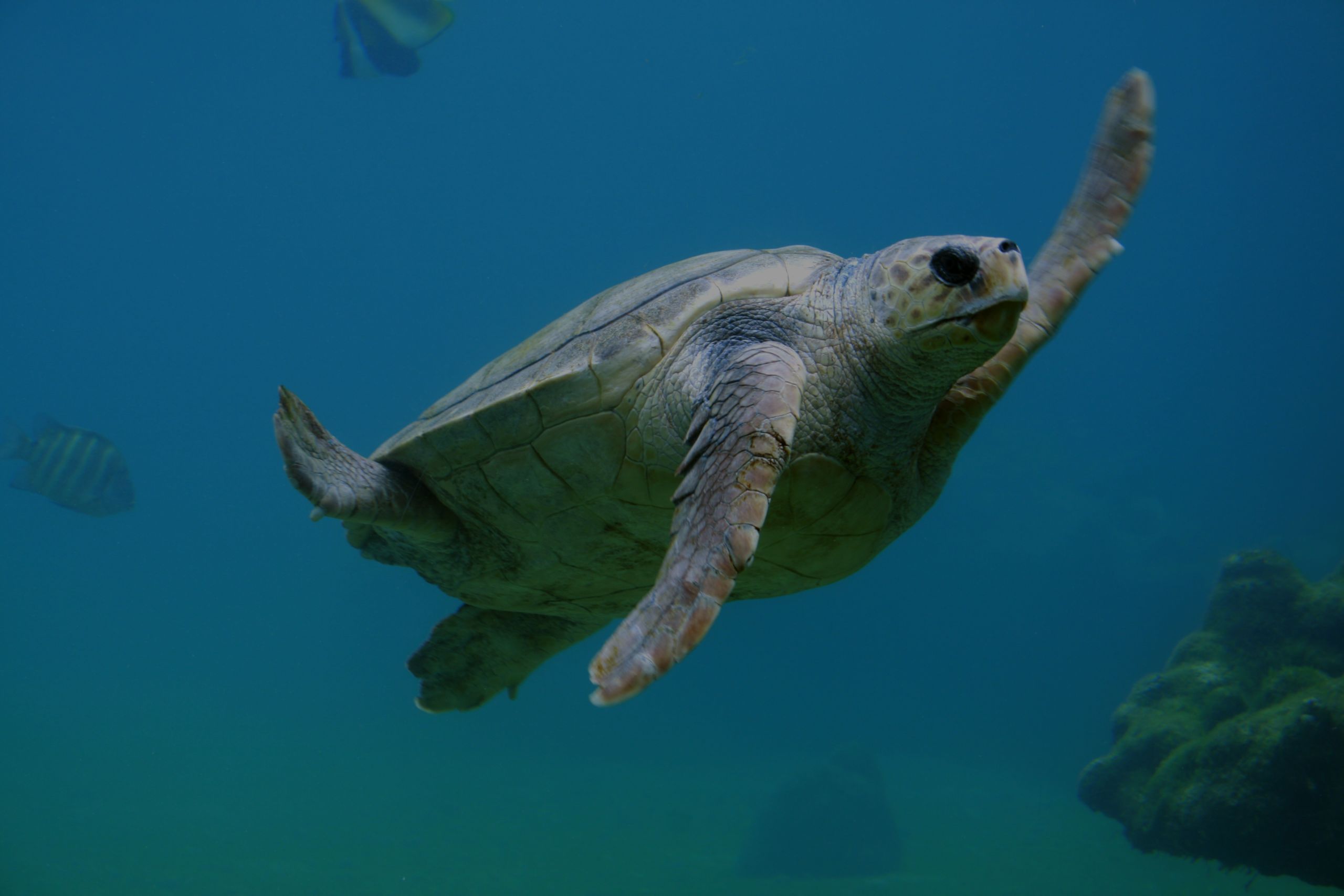 Turtlefest at Loggerhead Marinelife Center Saturday, March 24th