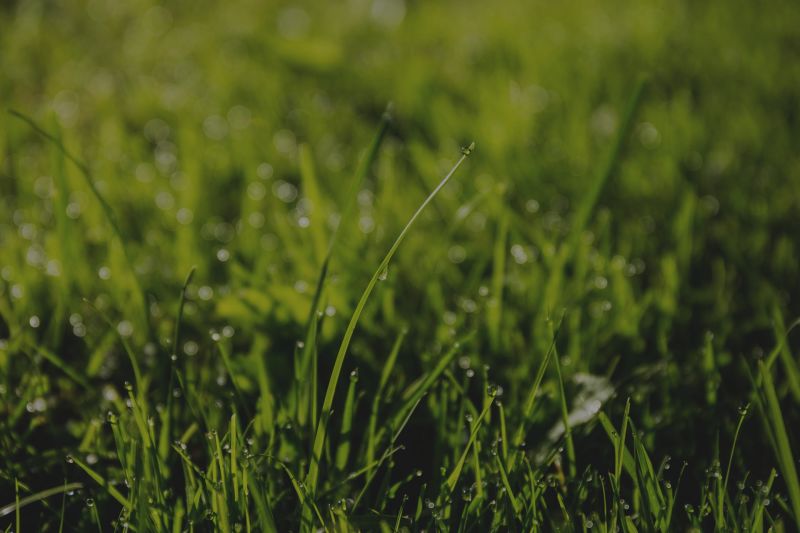 Taking Care of Your Buncombe County Lawn Without Wasting Resources