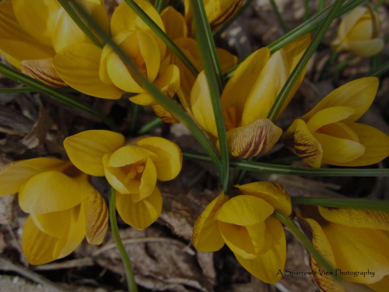 New Directions Spring Newsletter