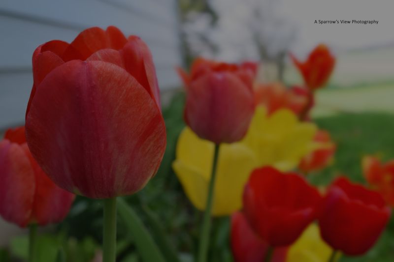 Spring 2024 Newsletter