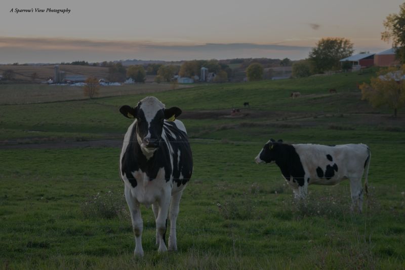 Area Dairy Breakfasts 2024