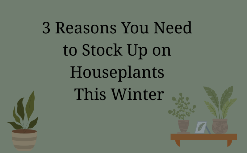 3 Reasons You Need to Stock Up on Houseplants This Winter