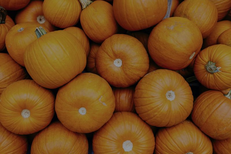 2024 Fall Festivals in Northern Virginia