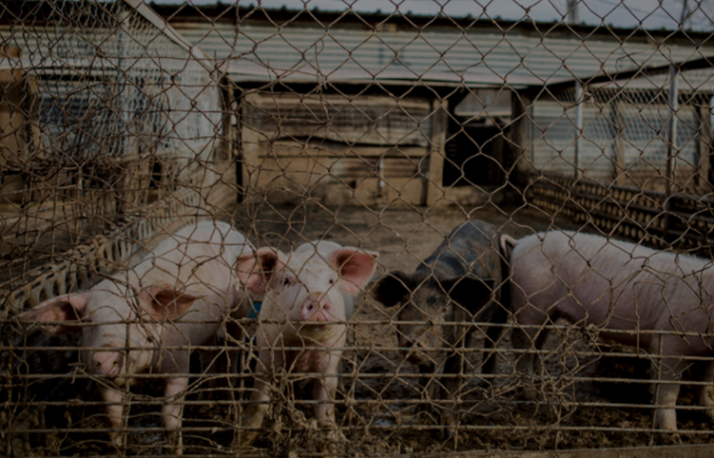 North Las Vegas farmer who earned his chops in pig business sells out