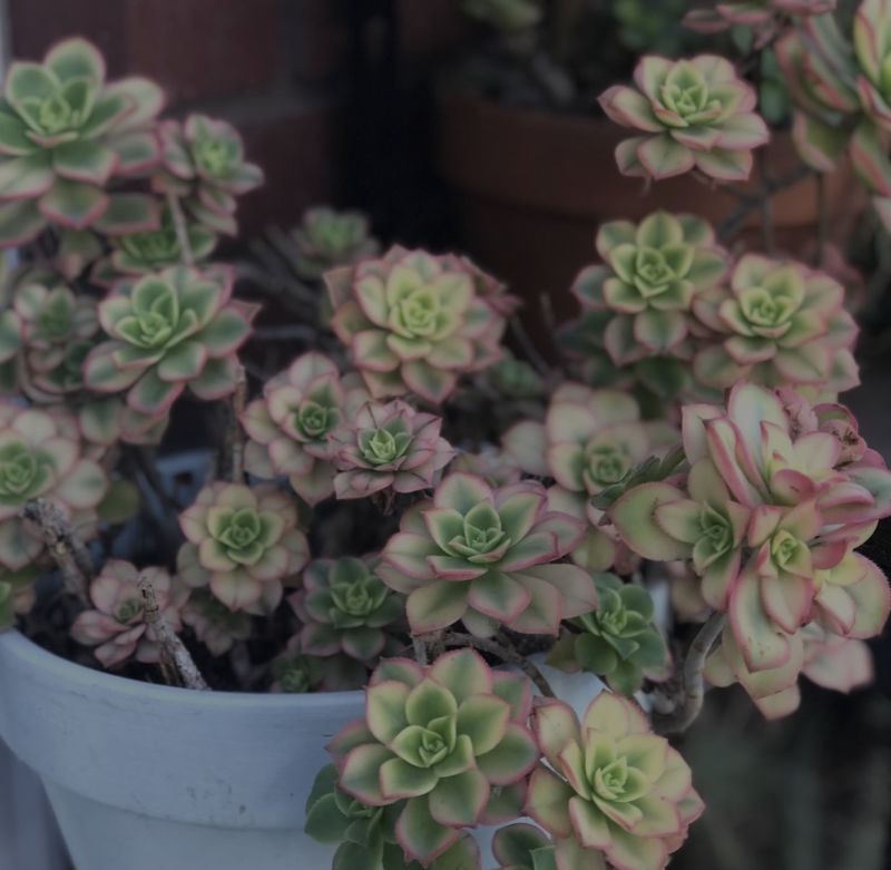 Still The American Dream