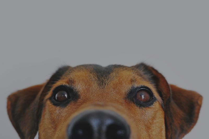 Dog-Friendly Dwellings