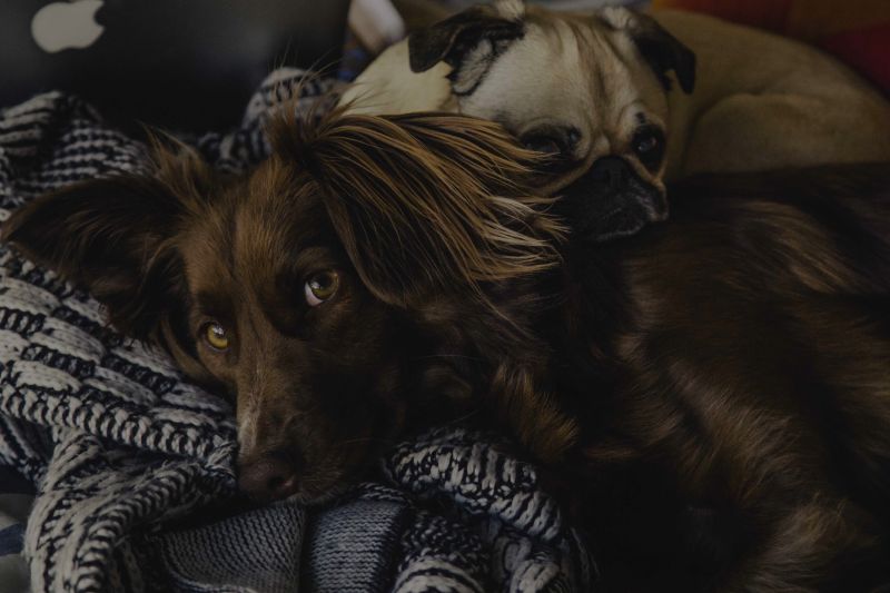 Create an Evacuation Plan for Pets