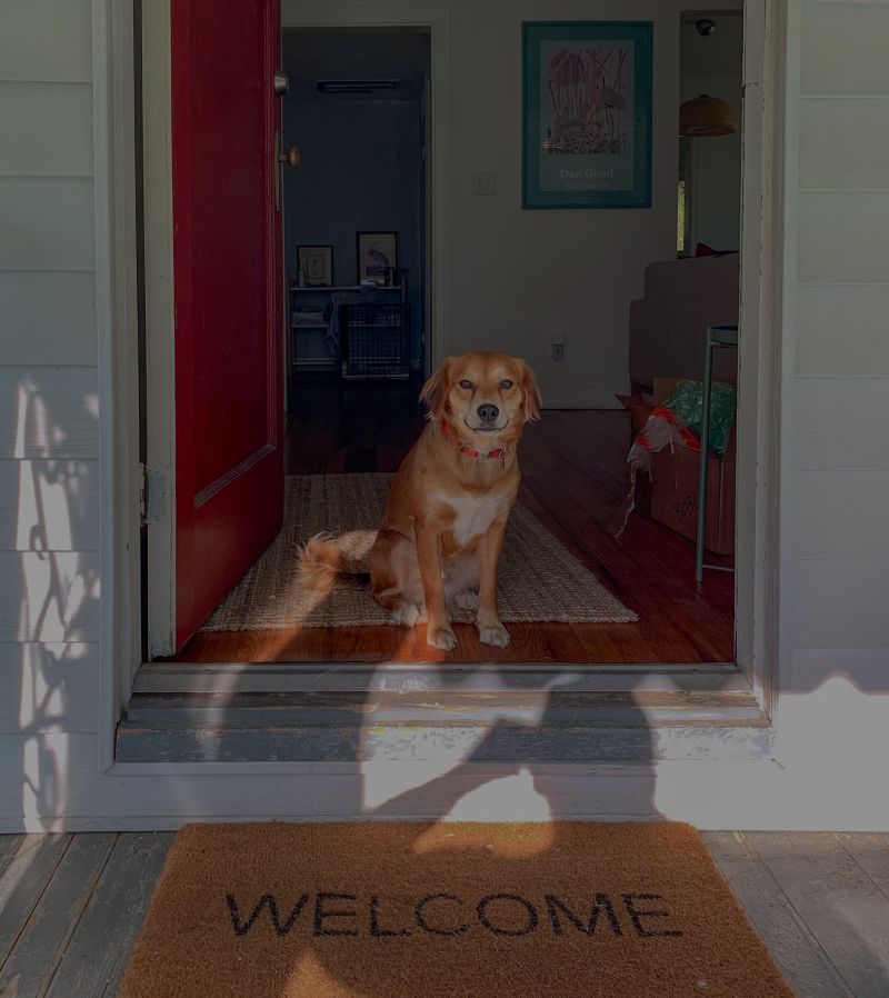 Prep Your Pets For The Big Move