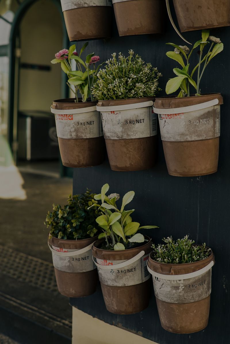 Easy To Grow Herbs For Your Home