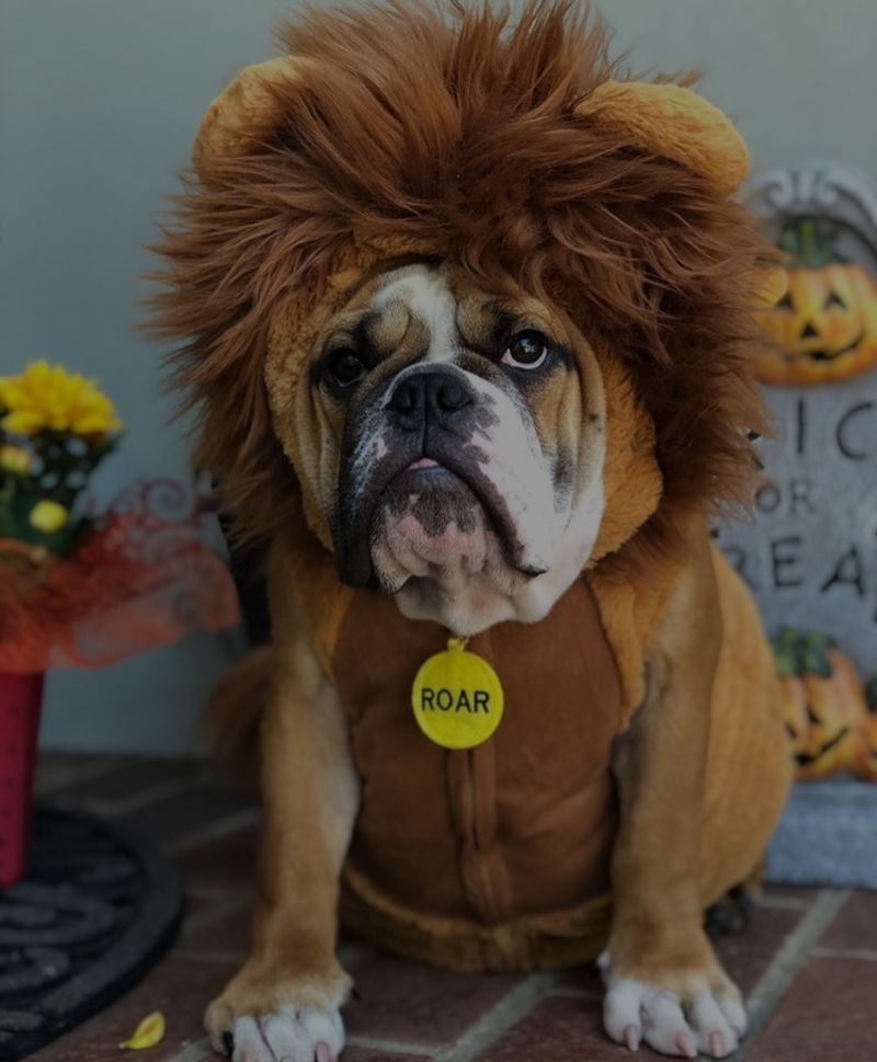 Halloween Dog Costume Contest Winner!