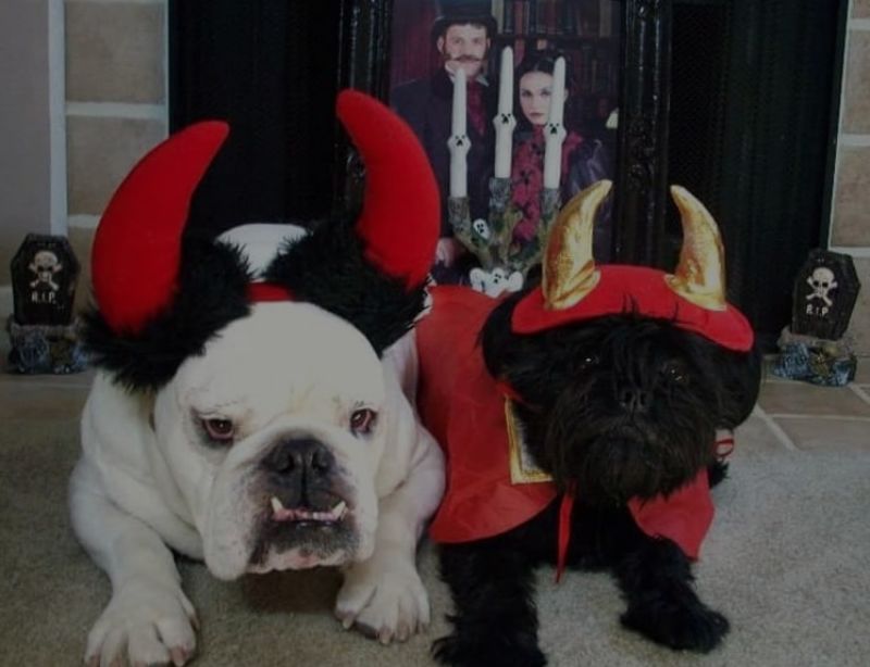 Halloween Dog Costume Contest 2nd Place Winner!