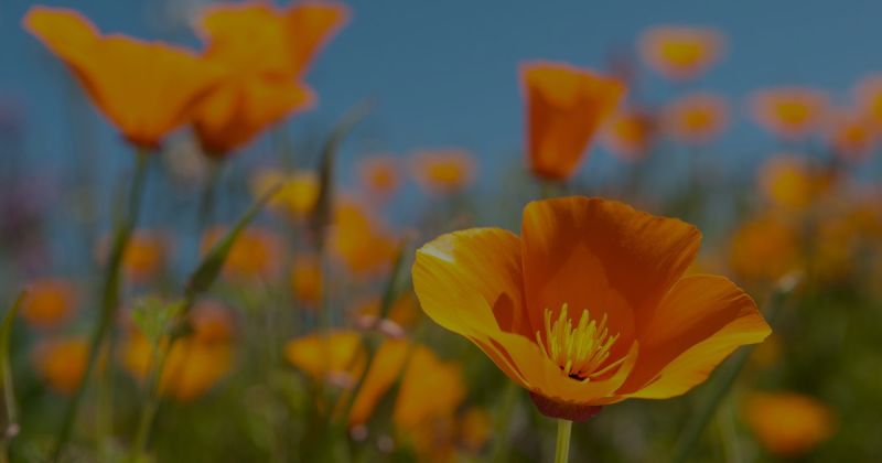 Why the Long Beach Real Estate Market in Spring Behaves Differently Than LA County and Orange County