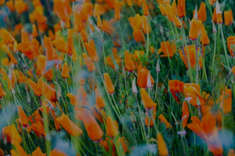 Superbloom: Los Angeles and Inland Valley Updates