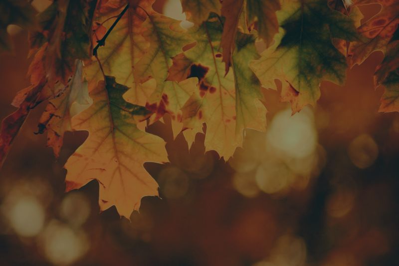 12 Ways to Enjoy Your Fall in 2020