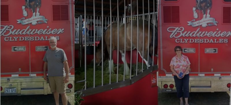 Clydesdales Visit the Midcoast