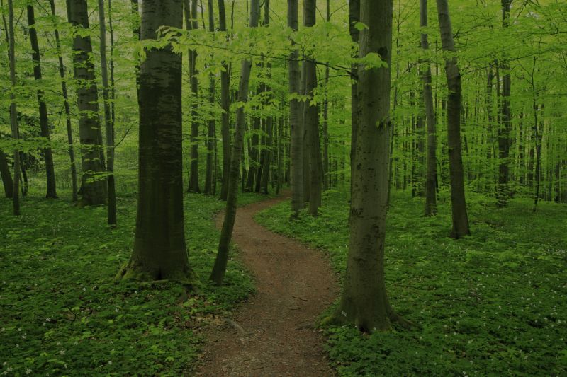 Things to Do in Chapel Hill near Briar Chapel