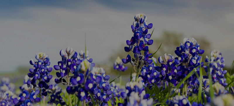 Wildflower Season in Fredericksburg &#038; the Best Places to See Them!