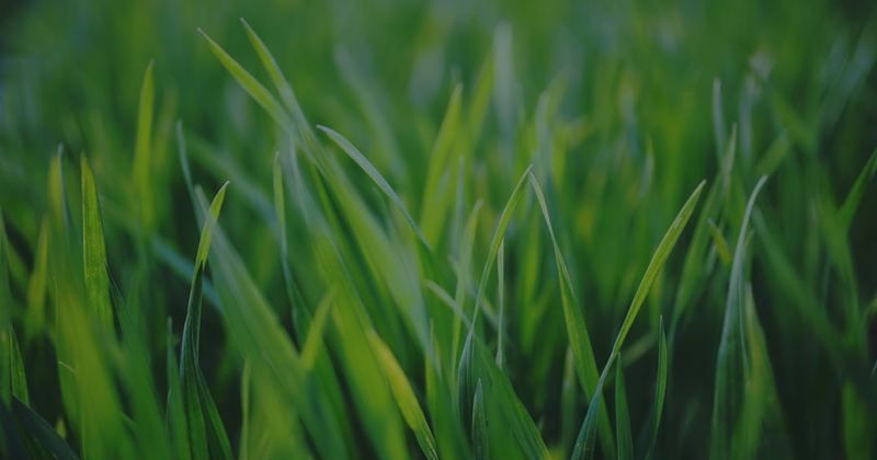 Need a greener lawn?