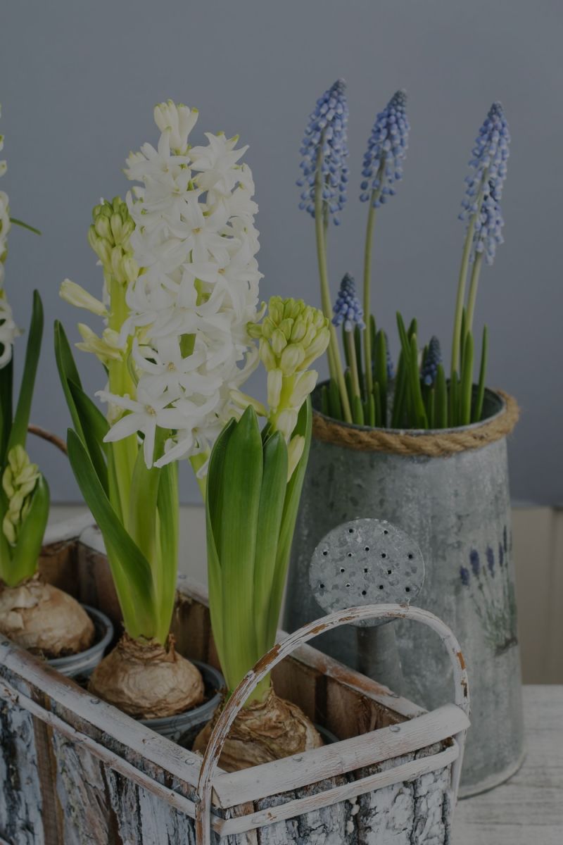 Add a Spring touch to your Home!
