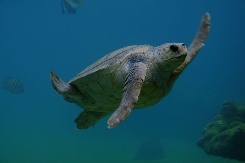 Turtlefest at Loggerhead Marinelife Center Saturday, March 24th