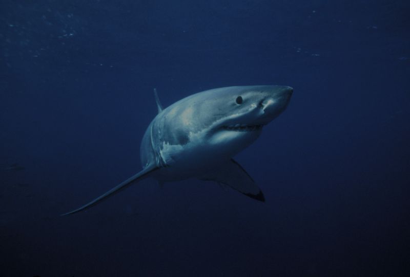 Great White Shark siting off shore of Jupiter