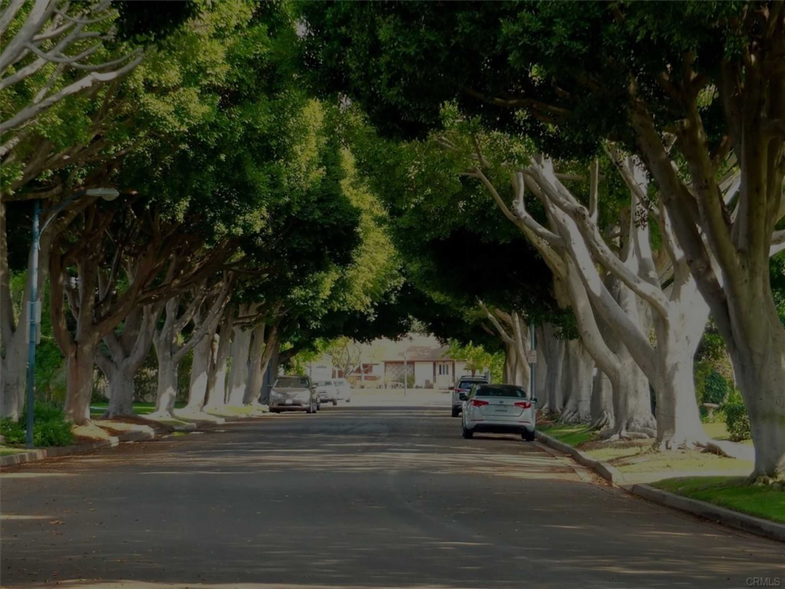 Gorgeous, Tree-Lined Streets