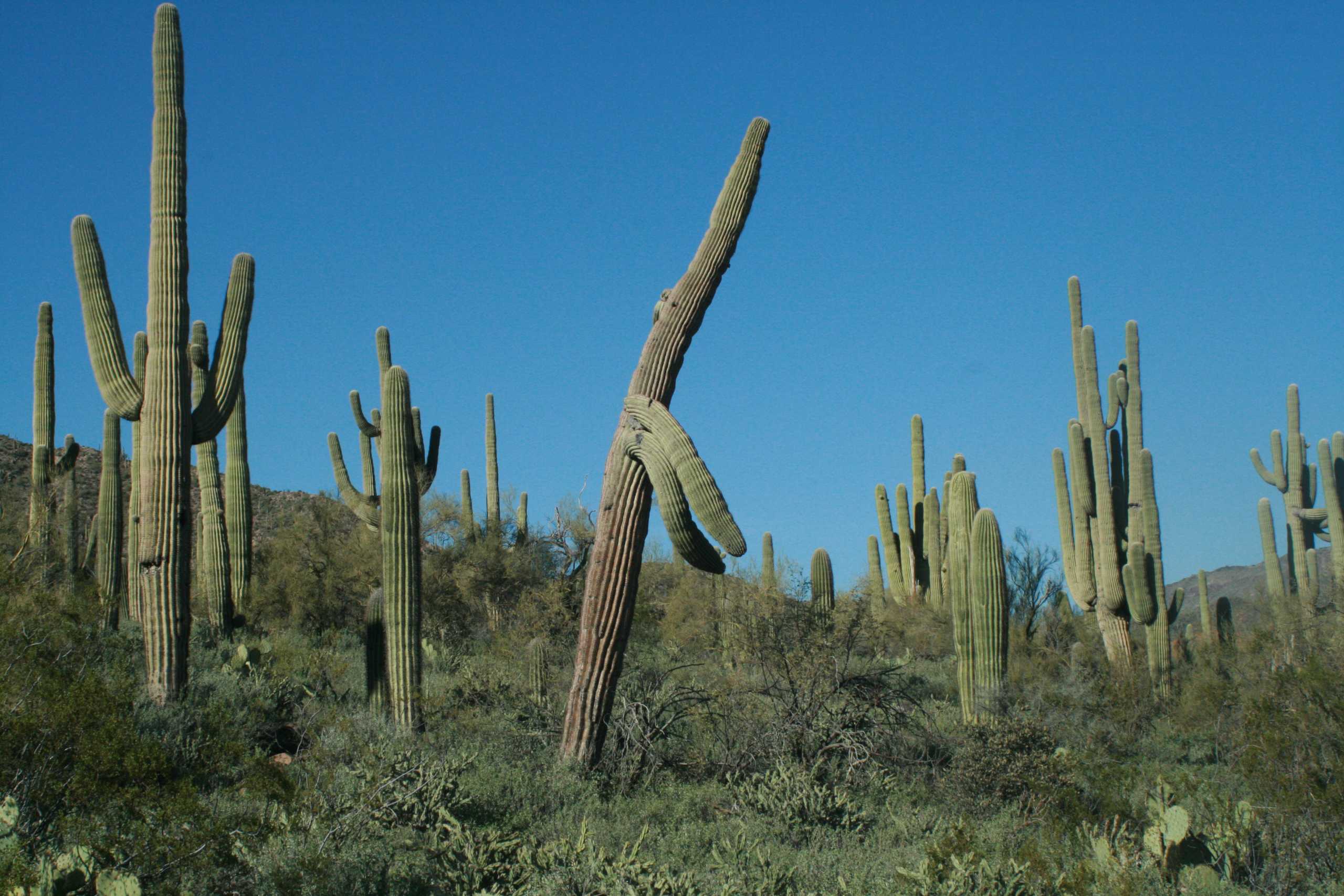 Beautiful Saguaro Cactus