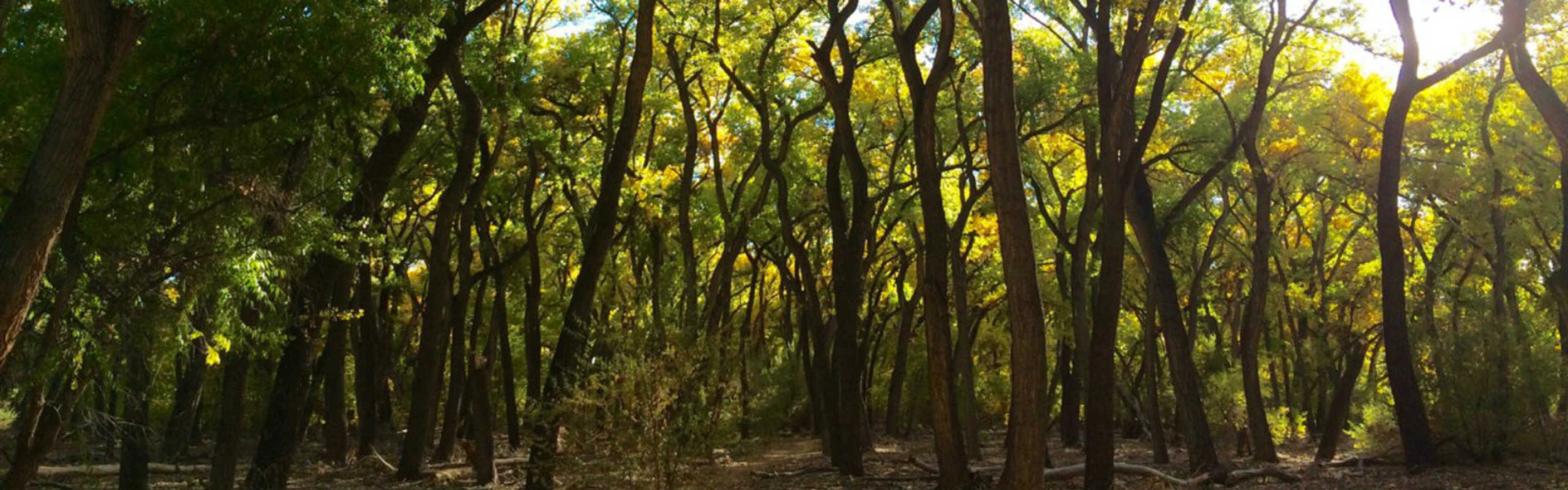 Albuquerque Bosque