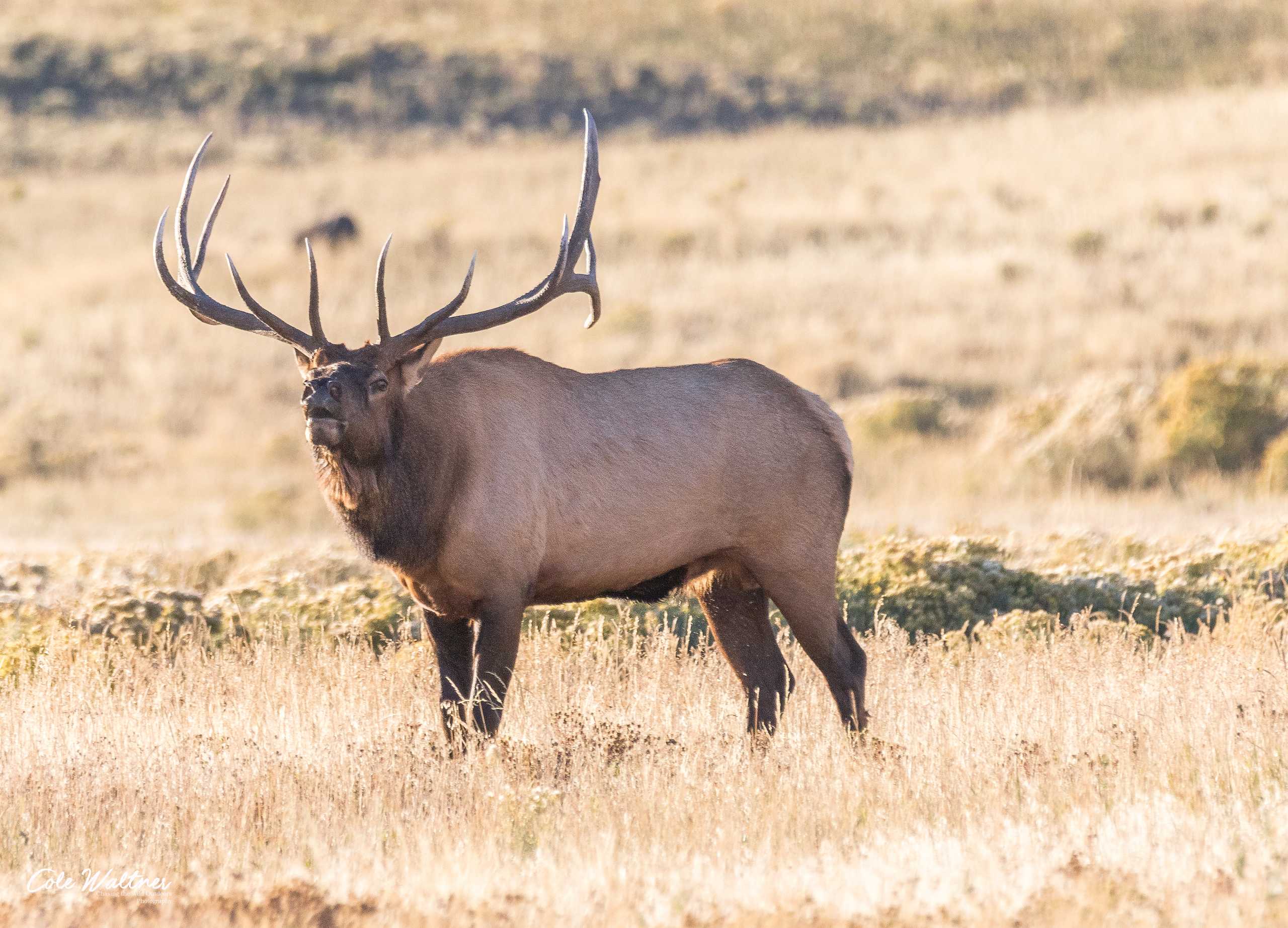 Bull Elk