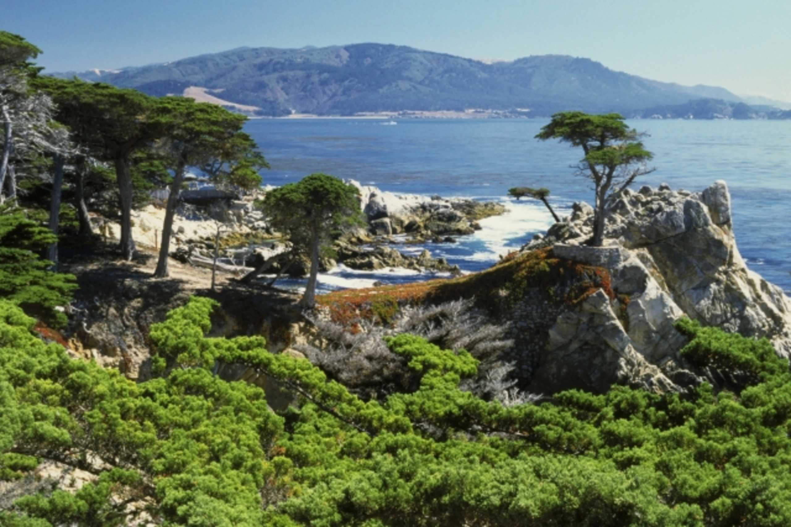 Cypress Tree - Pebble Beach