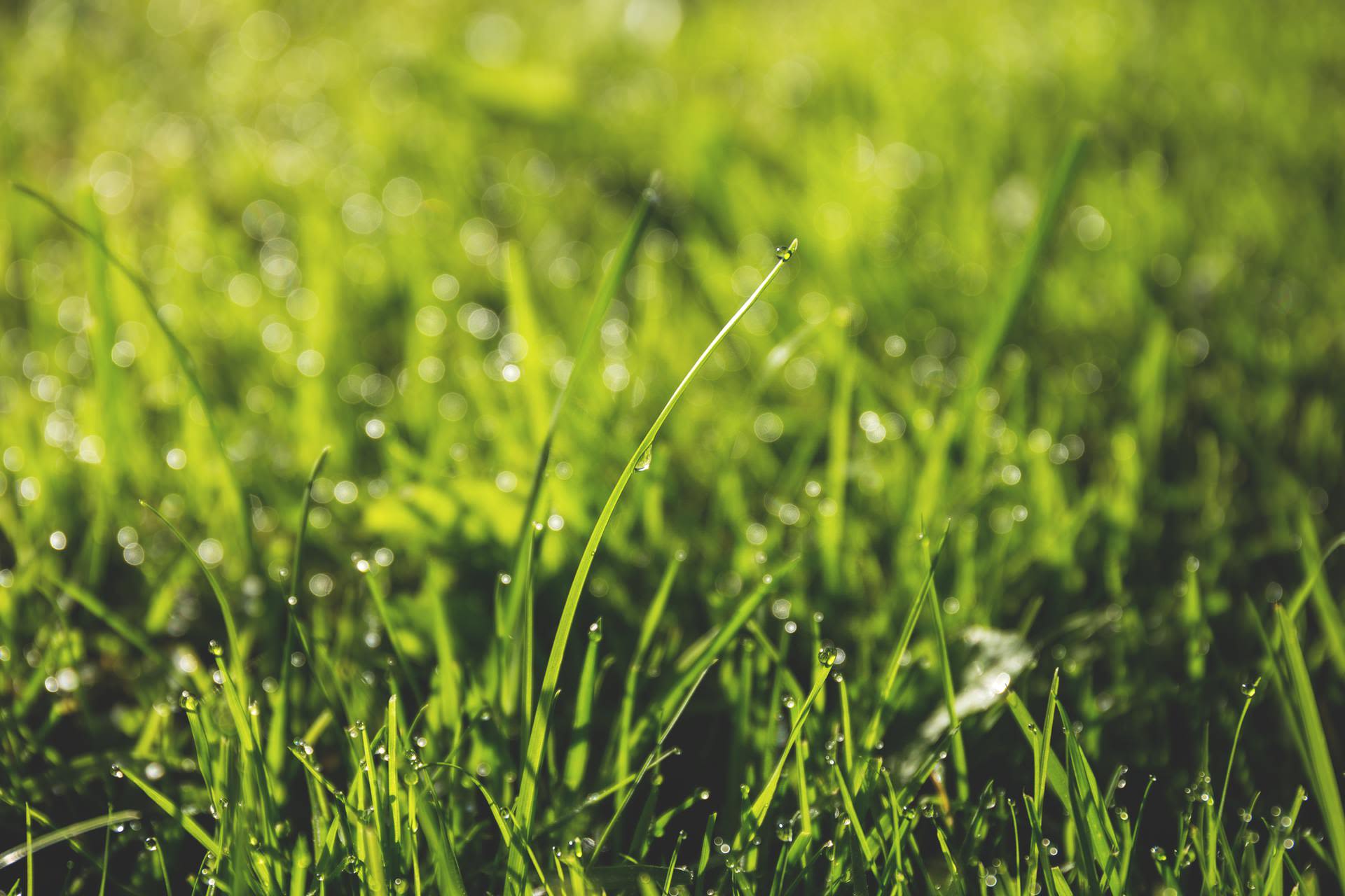 Taking Care of Your Chicago Metro Area Lawn Without Wasting Resources