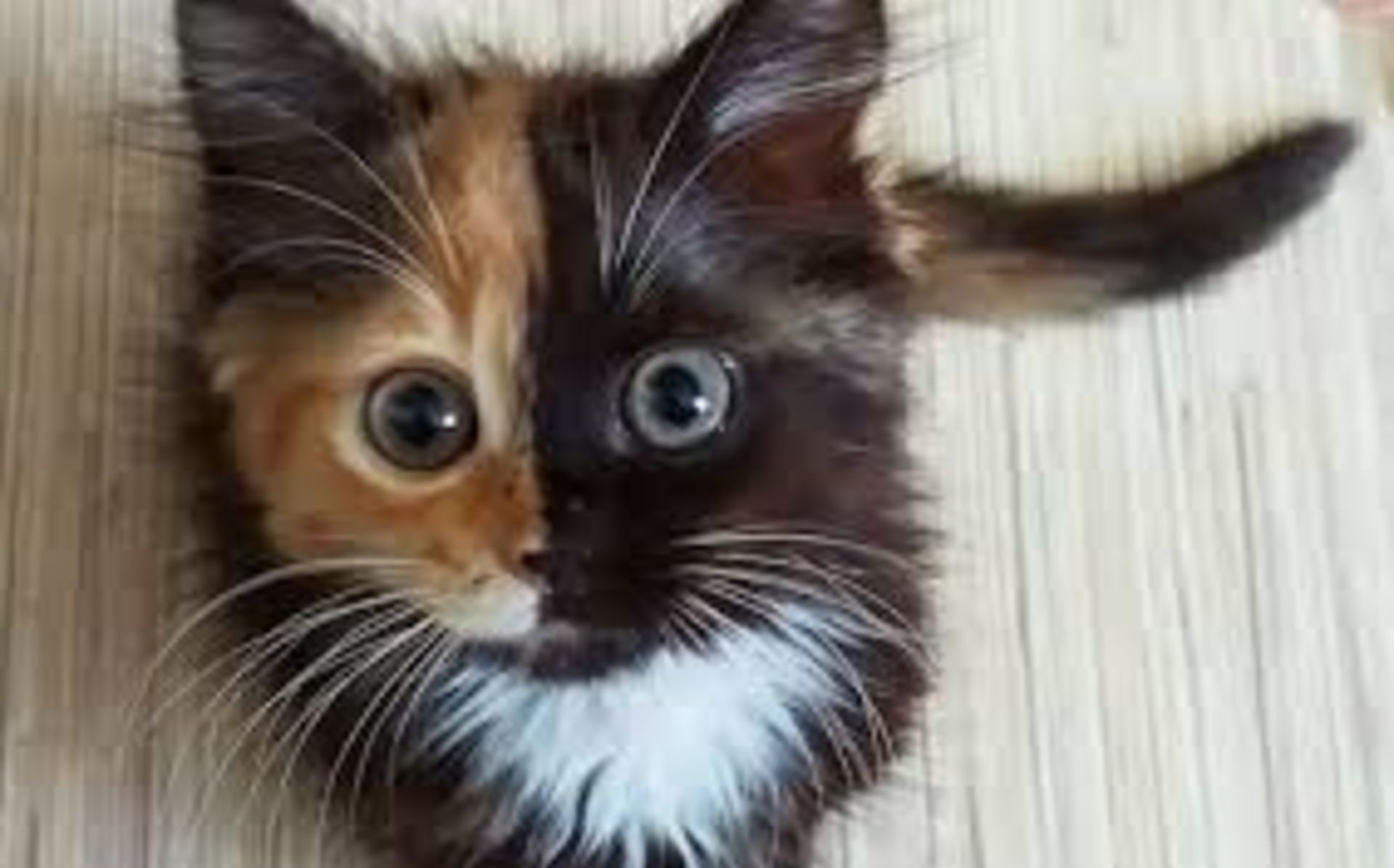 Louisville S First Cat Cafe Opens