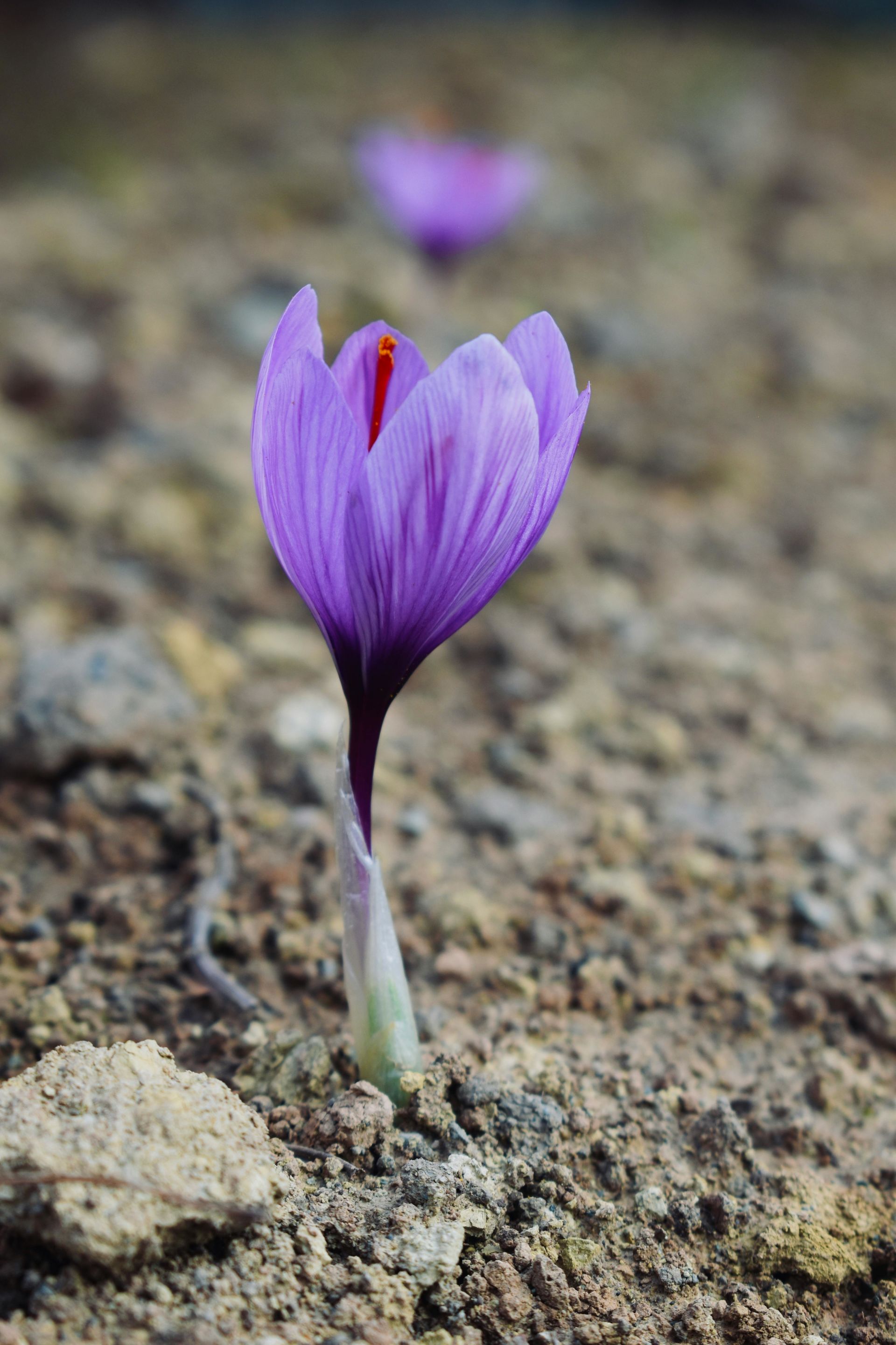 Green Shoots Of Spring Real Estate Market Emerge With Home Sales And Prices Up