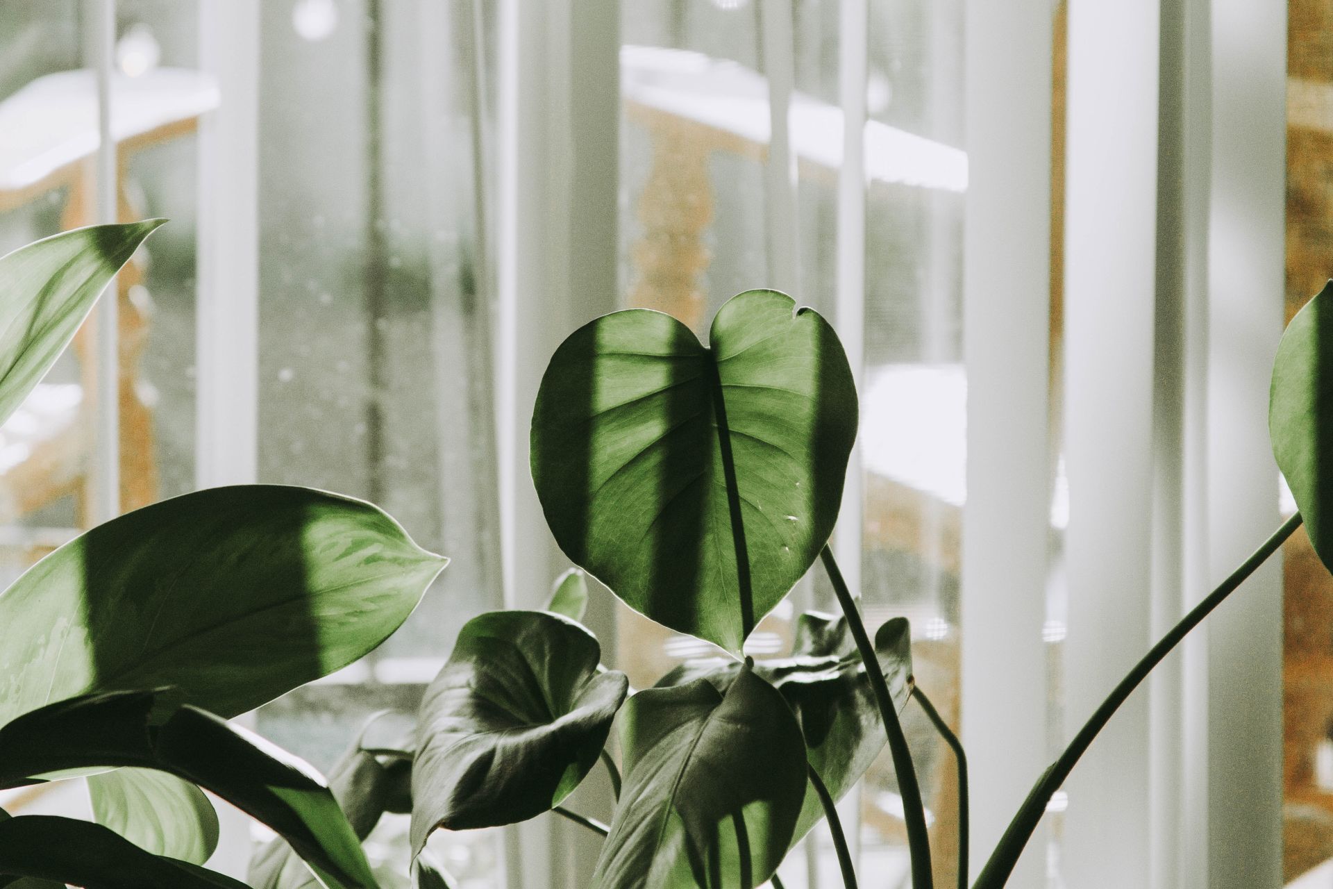 Eco-Friendly Homes and Sustainable Housekeeping Practices