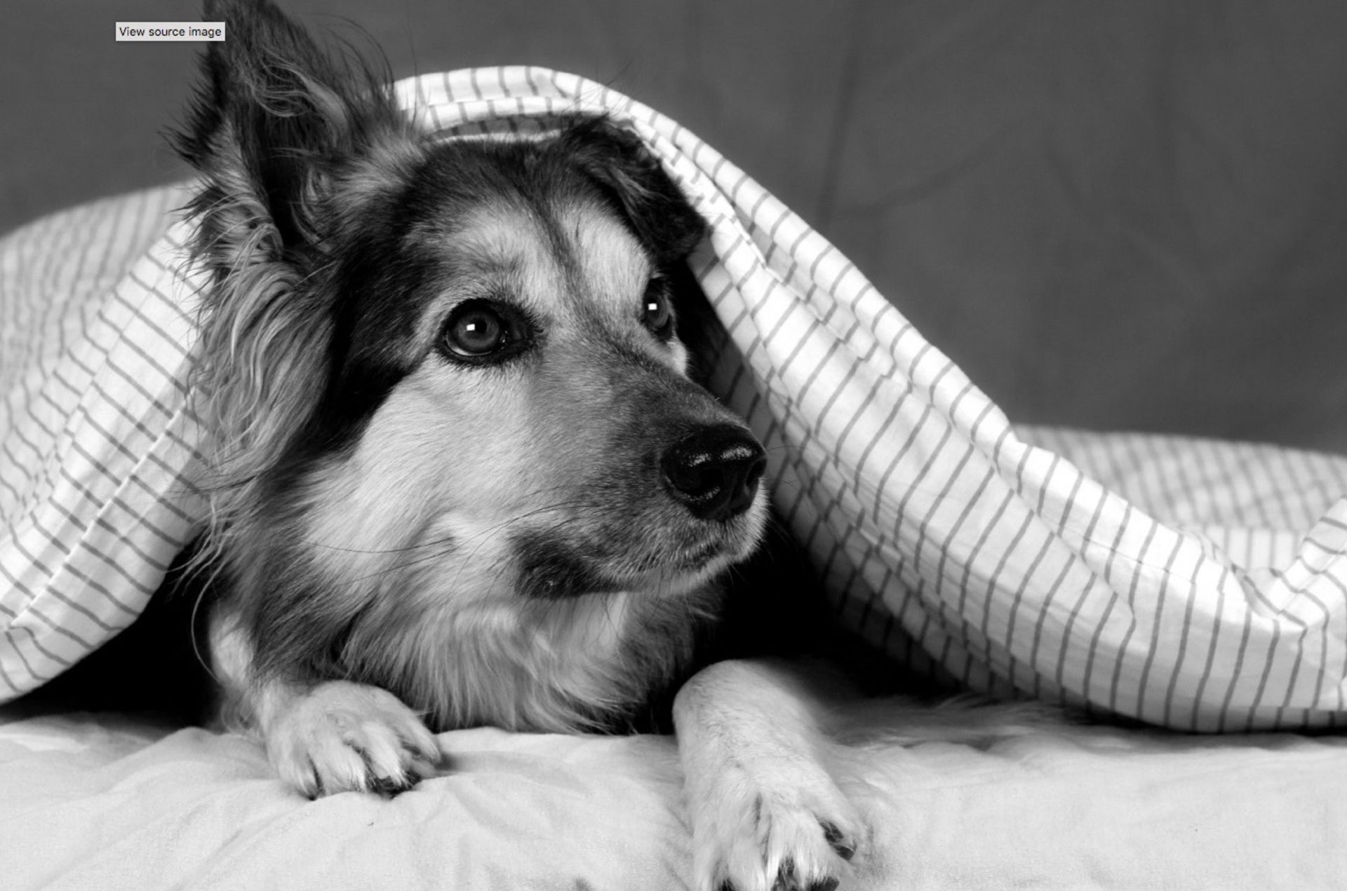 We All Love Our Pets