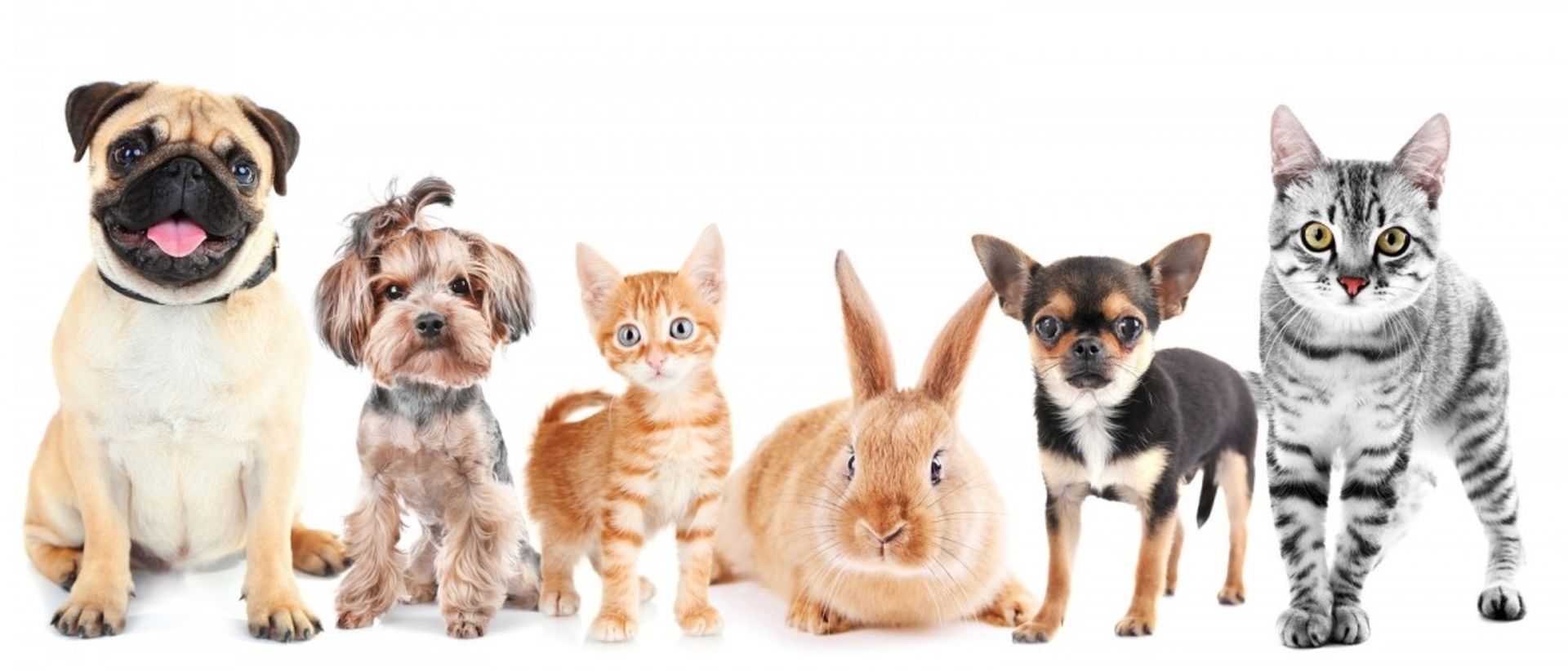 The Power of Pets When Choosing the Right Home